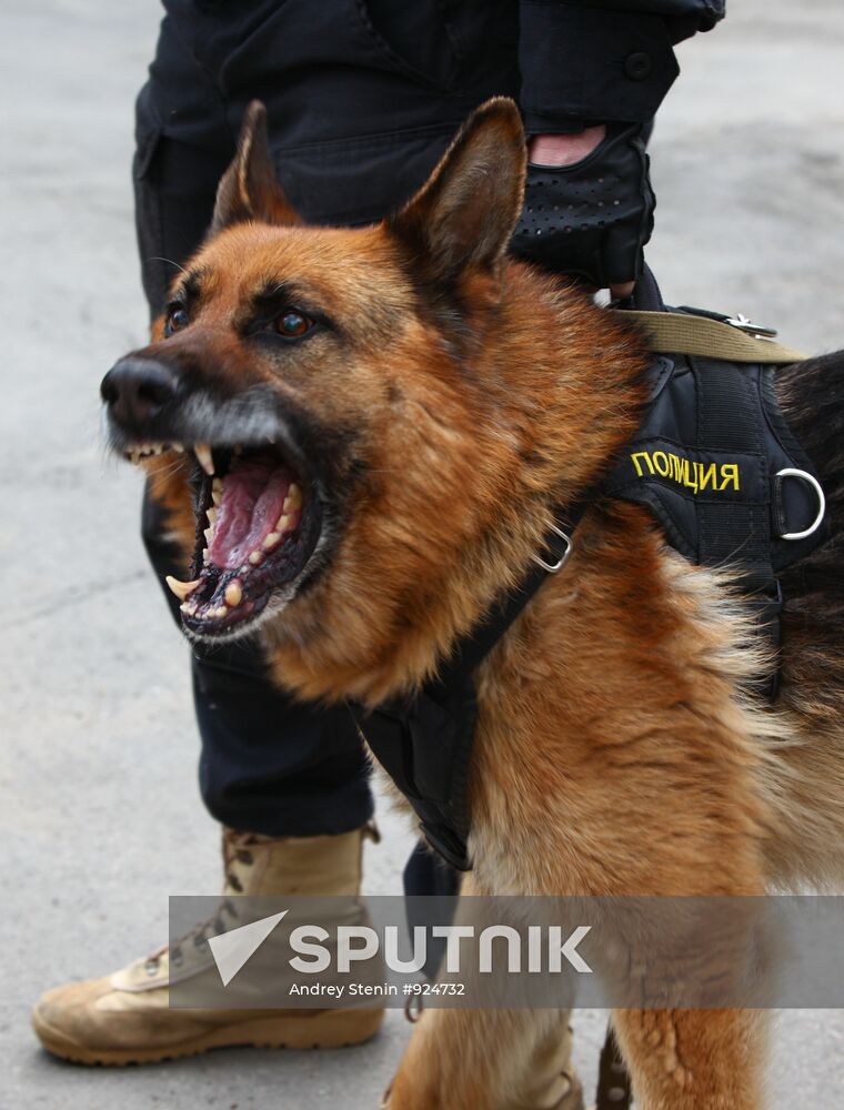Dog service of FDCS