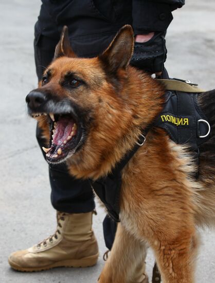 Dog service of FDCS