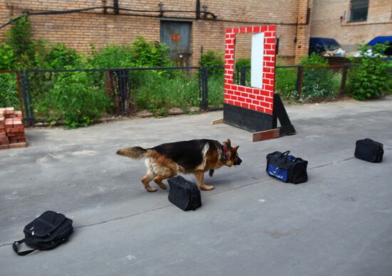 Dog service of FDCS