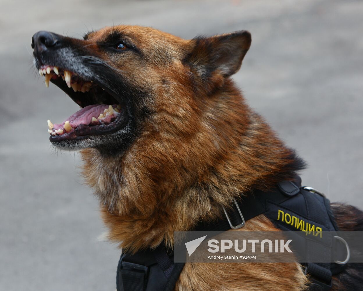 Dog service of FDCS