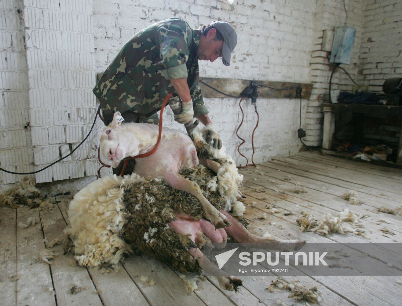 Work at sheep breeding enterprise in Belarus