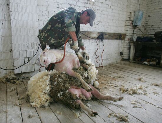 Work at sheep breeding enterprise in Belarus