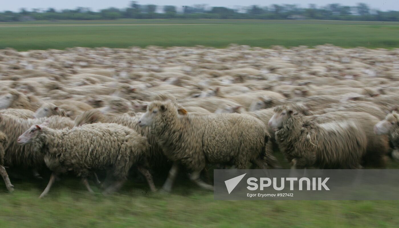 Work of sheep breeding enterprise in Belarus