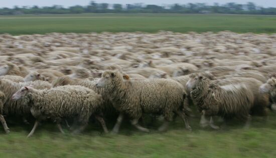 Work of sheep breeding enterprise in Belarus