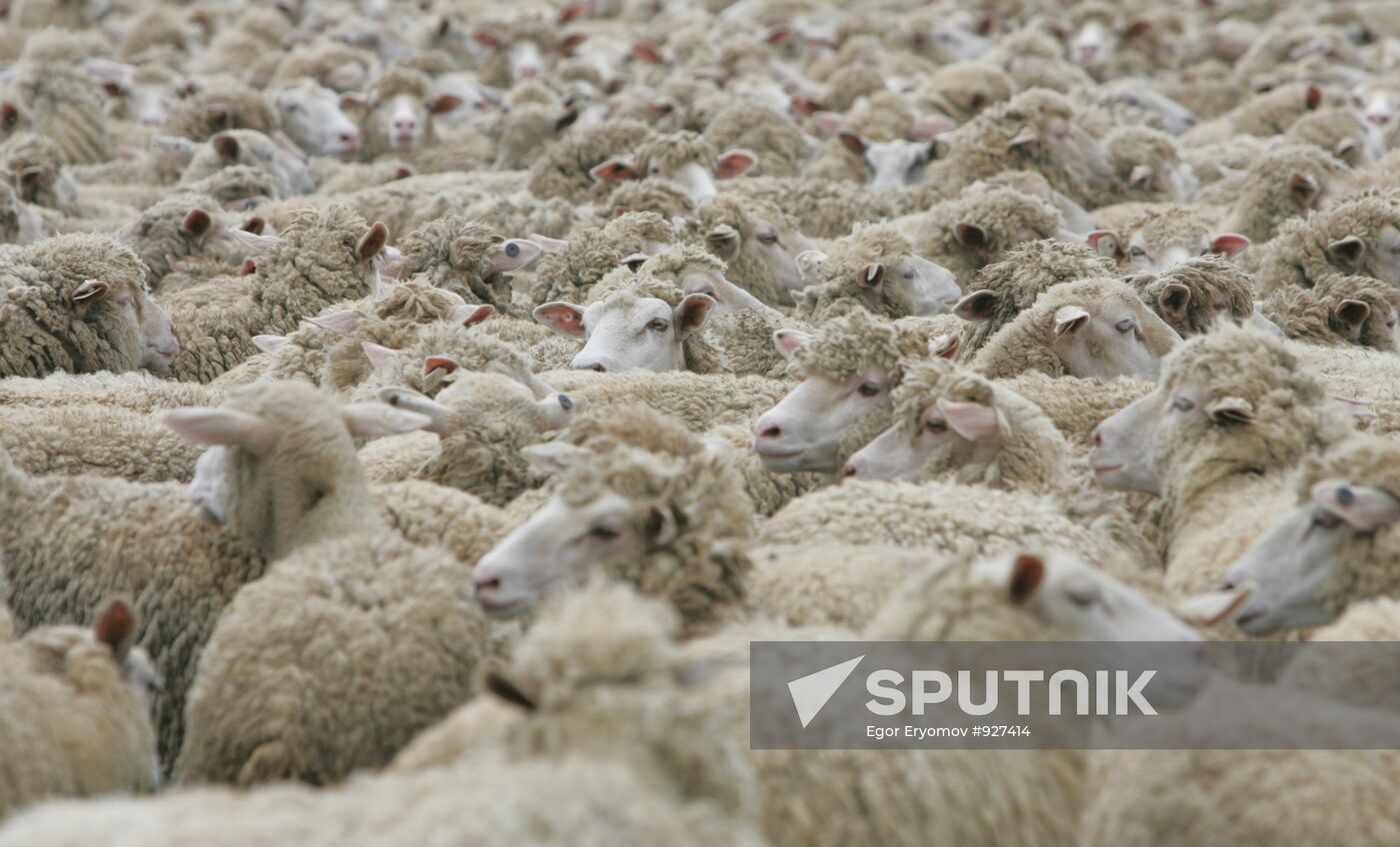 Work of sheep breeding enterprise in Belarus