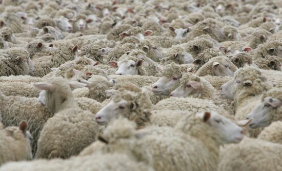 Work of sheep breeding enterprise in Belarus