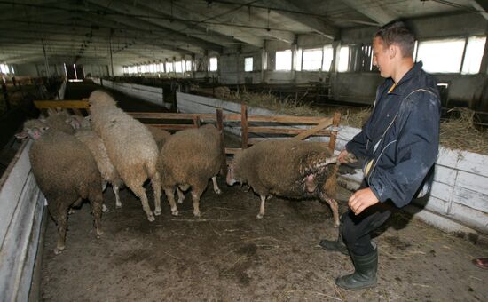 Work of sheep breeding enterprise in Belarus