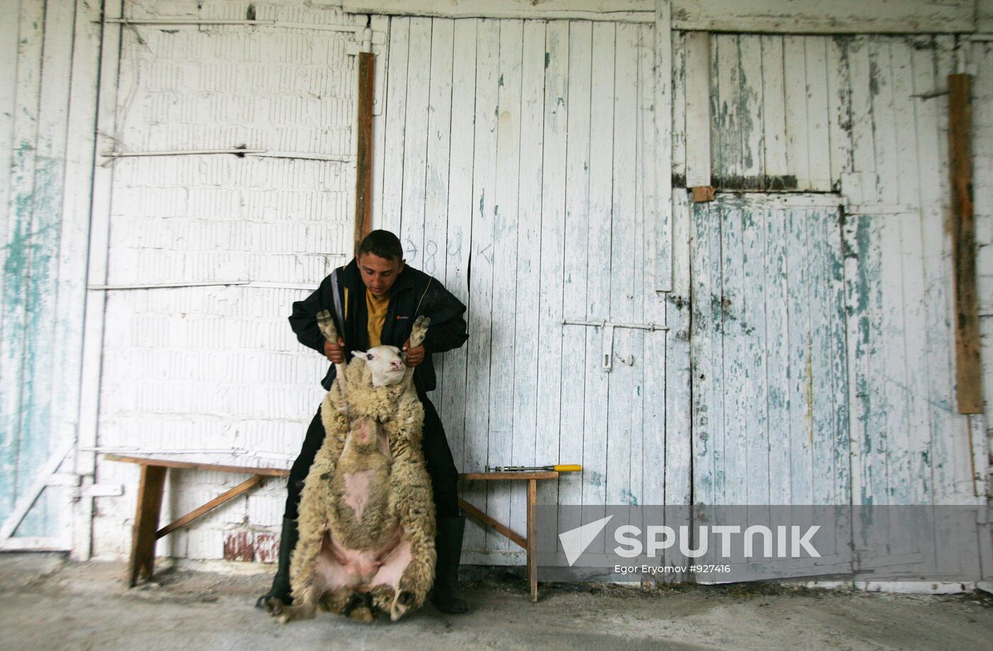Work of sheep breeding enterprise in Belarus