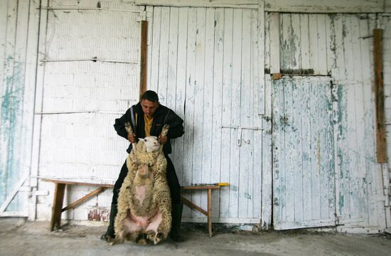 Work of sheep breeding enterprise in Belarus