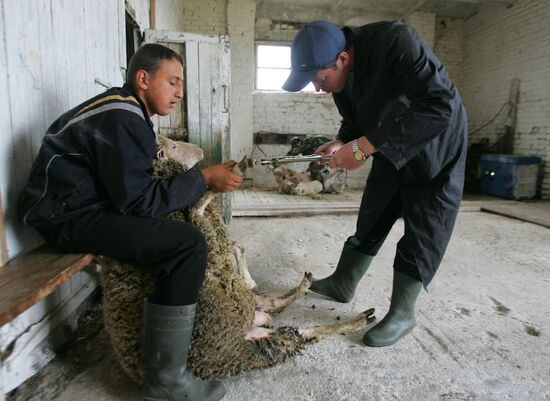 Work of sheep breeding enterprise in Belarus