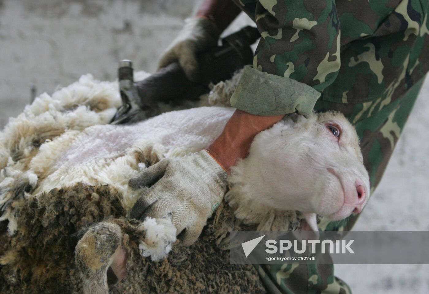 Work of sheep breeding enterprise in Belarus