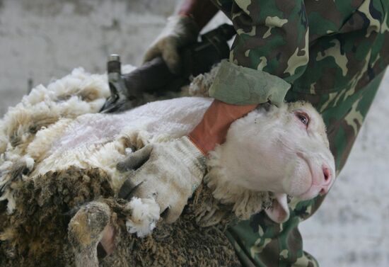 Work of sheep breeding enterprise in Belarus
