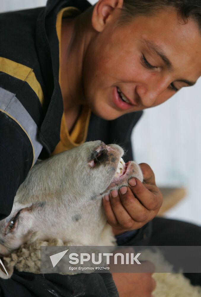 Work of sheep breeding enterprise in Belarus