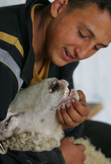 Work of sheep breeding enterprise in Belarus