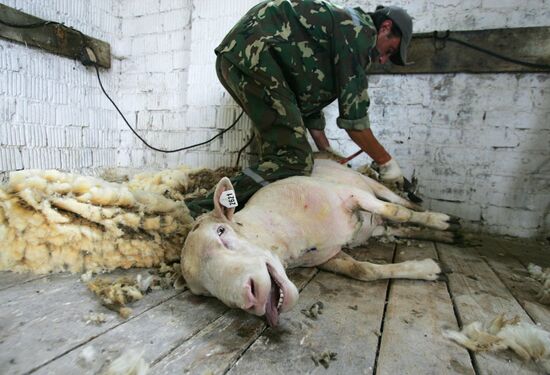 Work at sheep breeding enterprise in Belarus