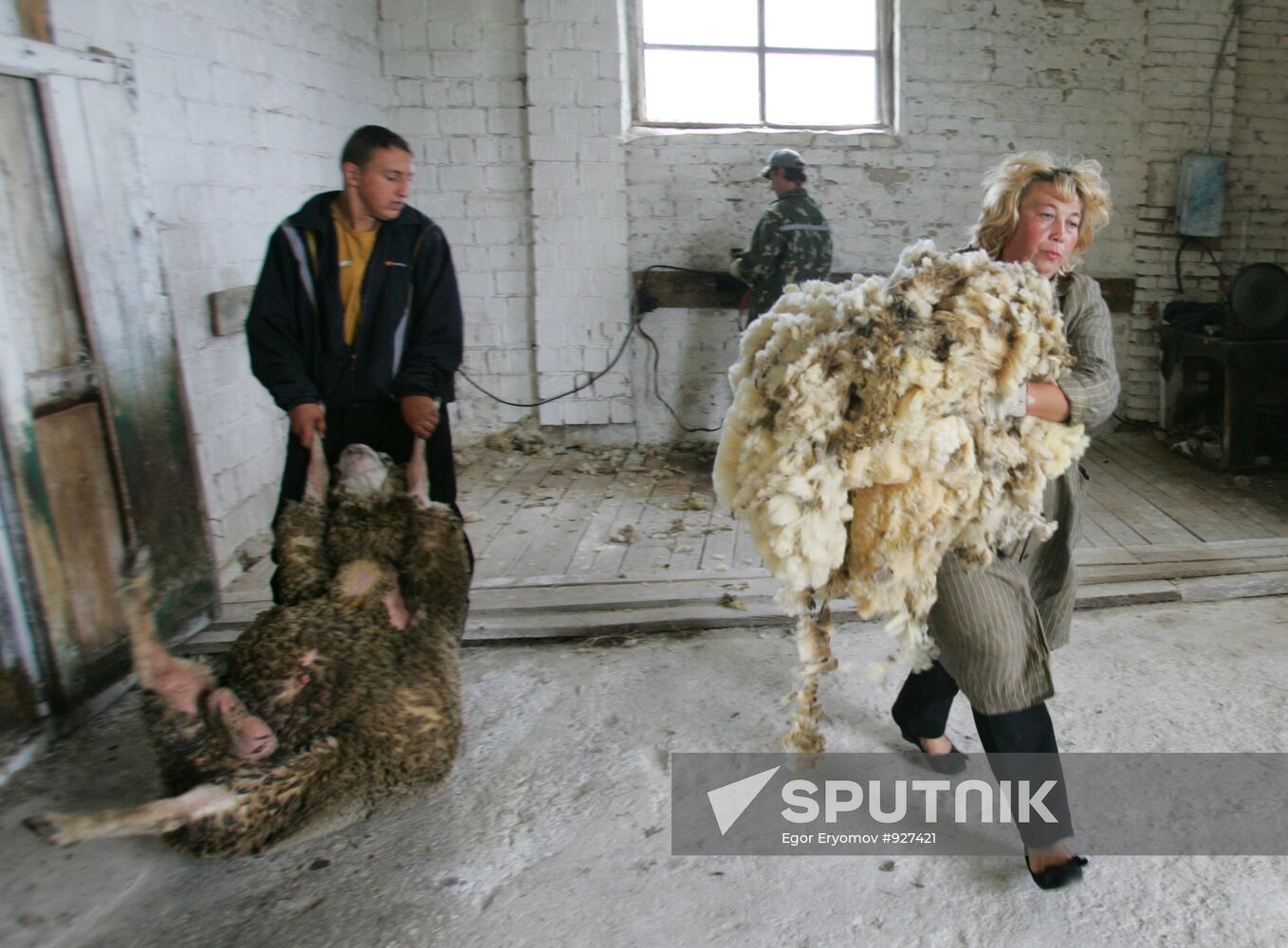 Work at sheep breeding enterprise in Belarus