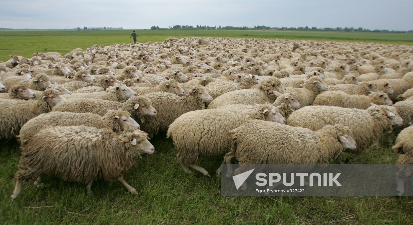 Work of sheep breeding enterprise in Belarus