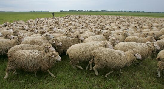 Work of sheep breeding enterprise in Belarus