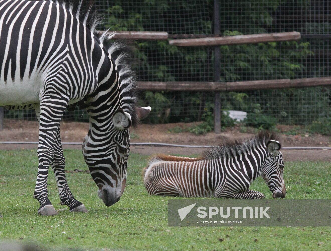 Grévy's zebra with colt