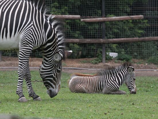 Grévy's zebra with colt