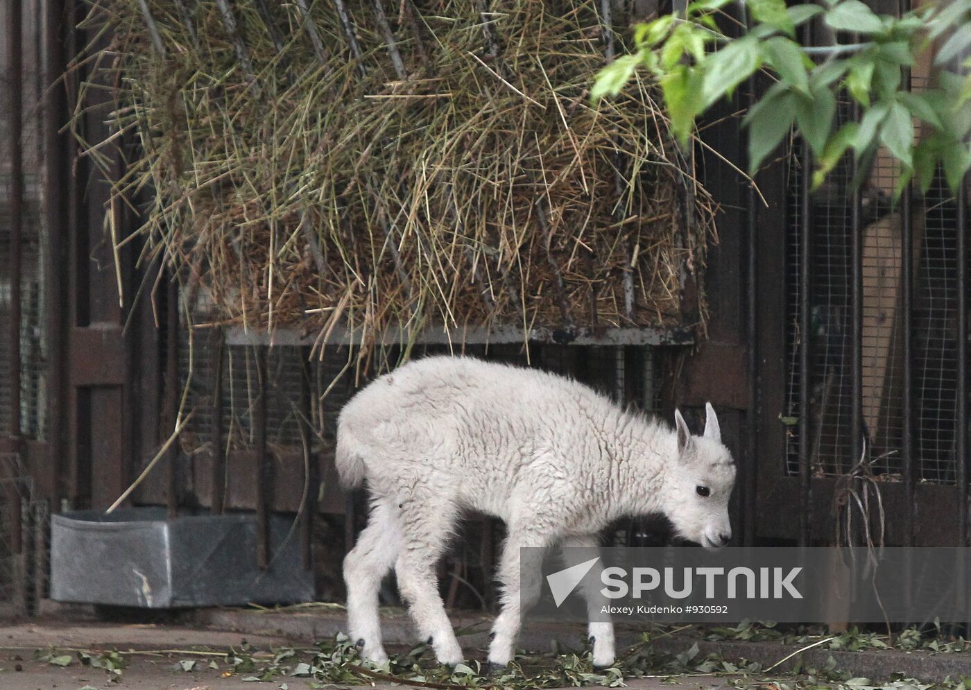 Baby mountain goat