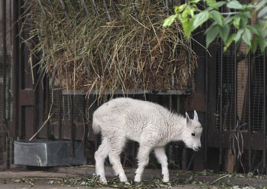 Baby mountain goat