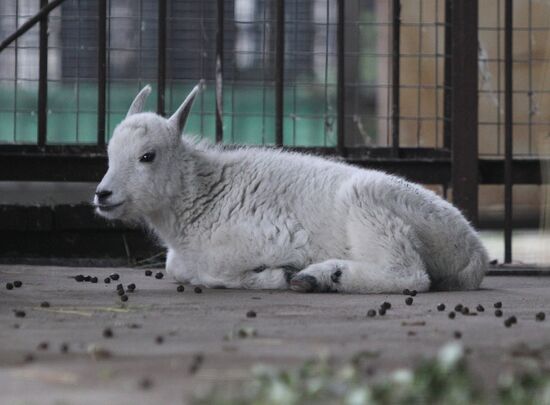 Baby mountain goat