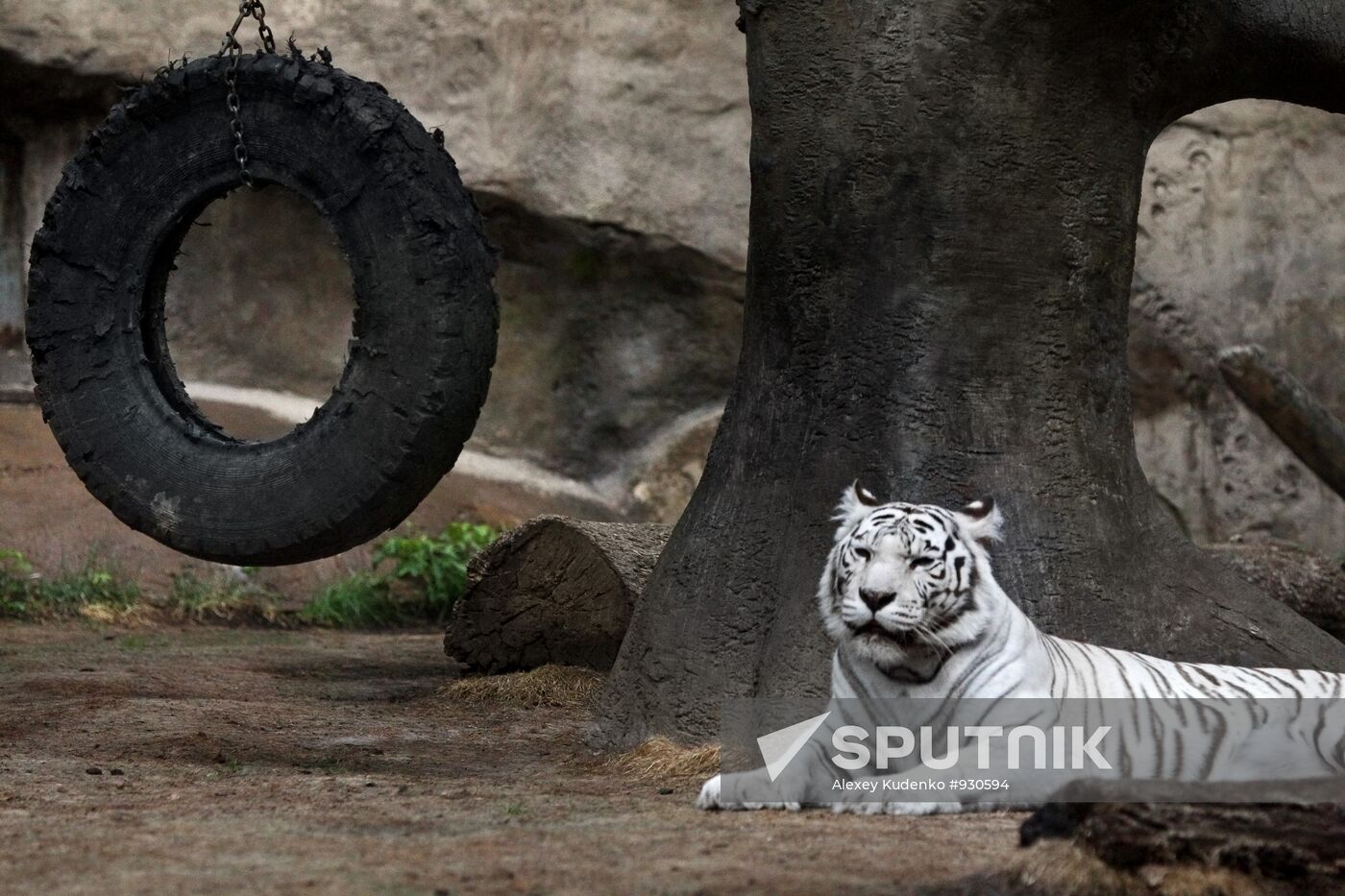 White Bengal Tiger