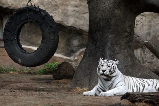 White Bengal Tiger
