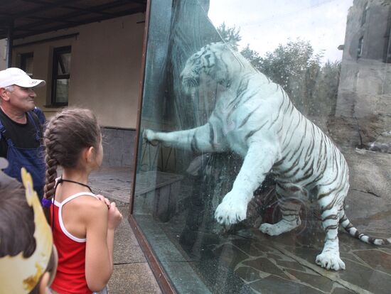 White Bengal Tiger enclosure