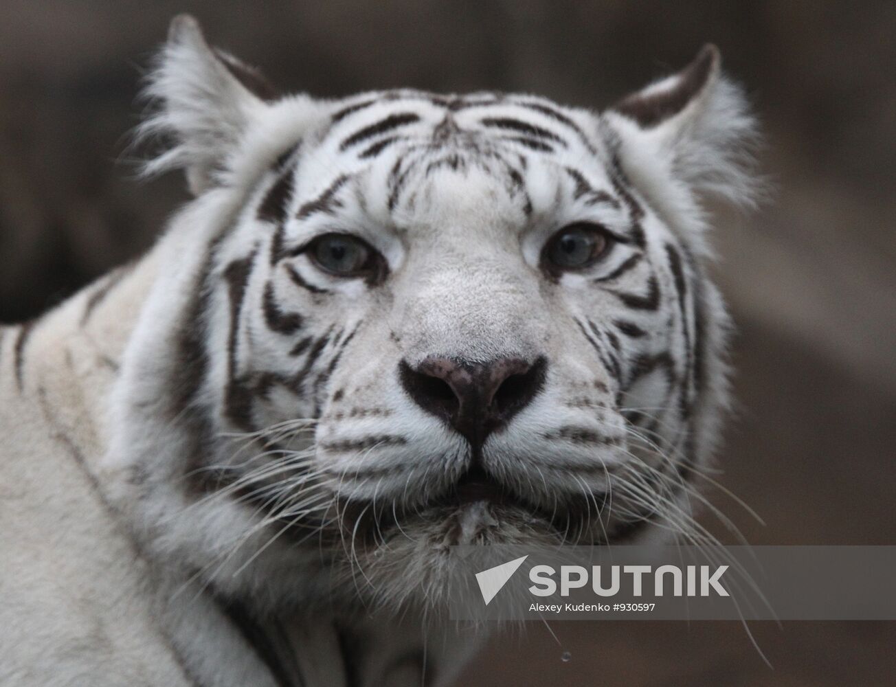 White Bengal Tiger