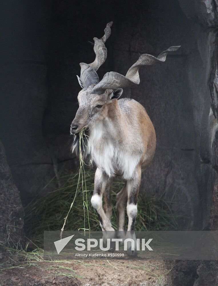 Markhor