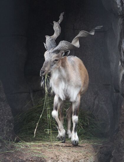 Markhor