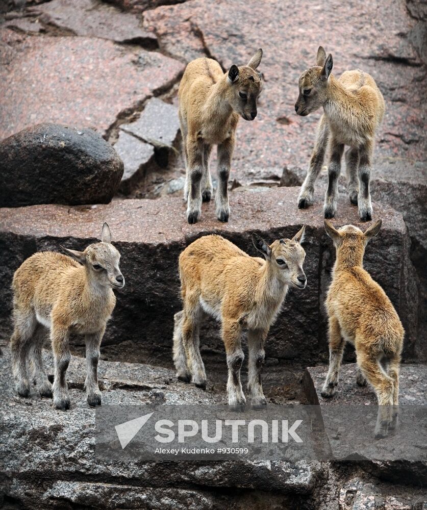 Markhor calves