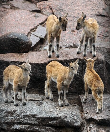Markhor calves