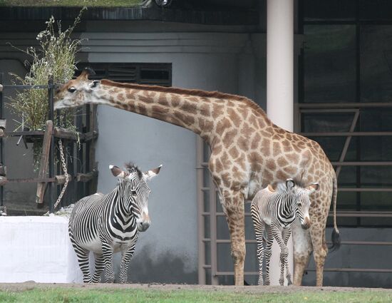 Inhabitants of Moscow Zoo with baby animals