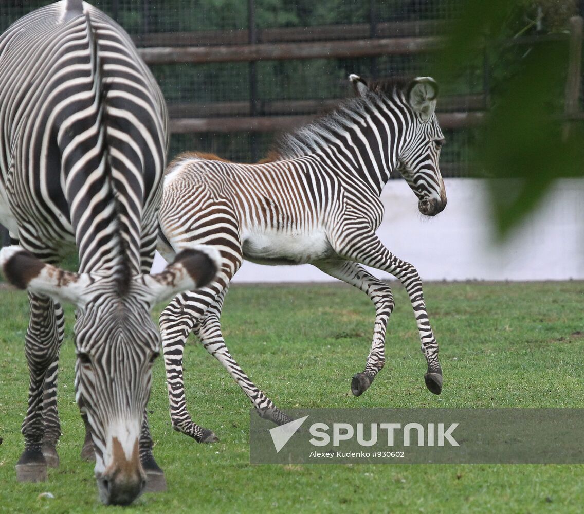 Grévy's zebra with colt