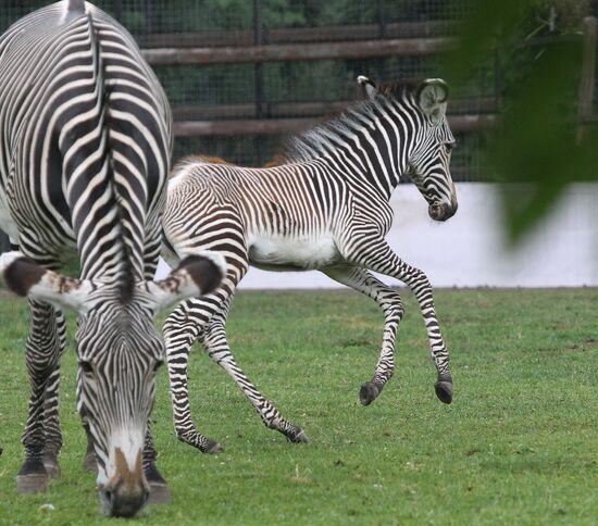 Grévy's zebra with colt