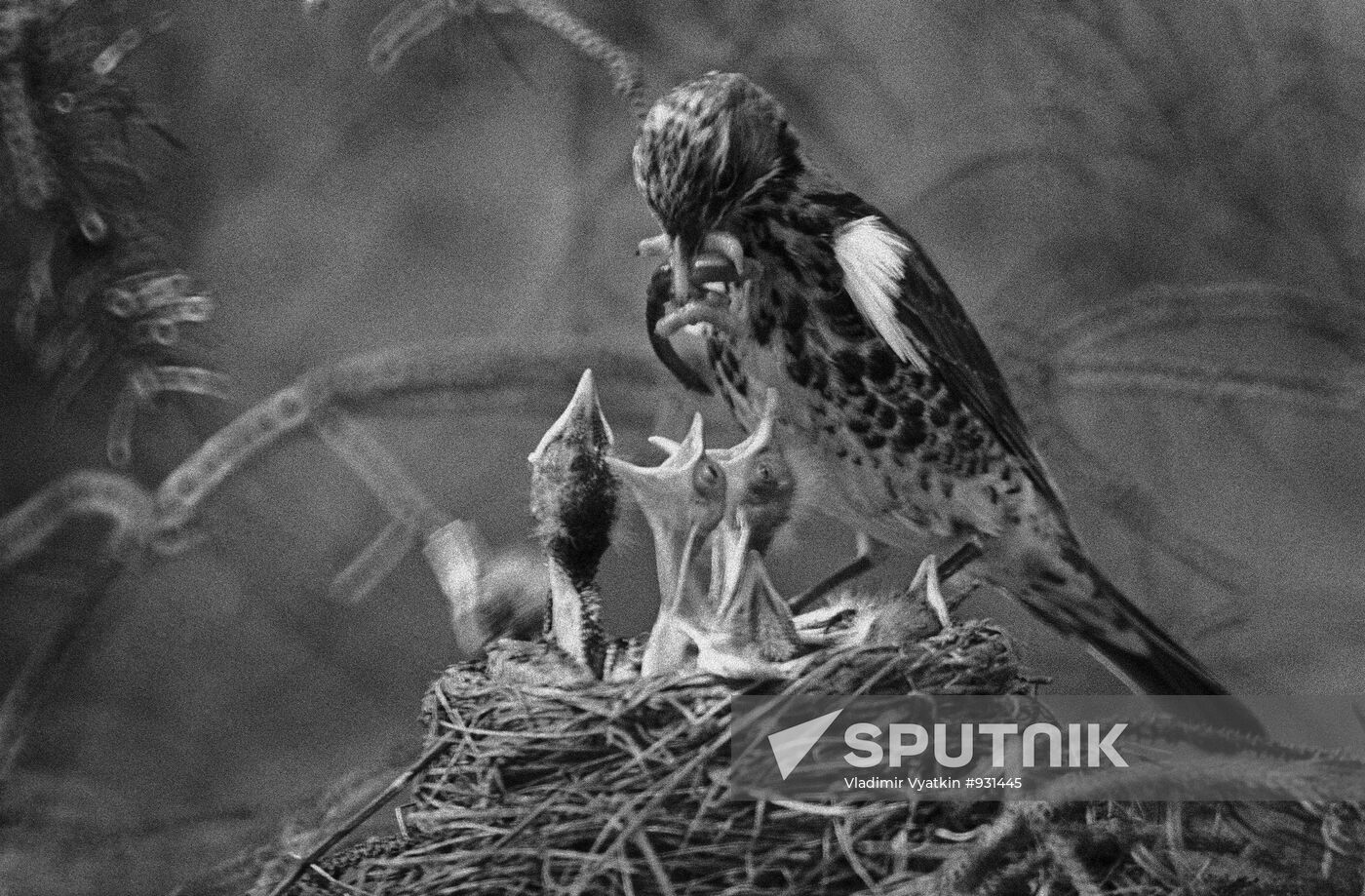 Thrushes