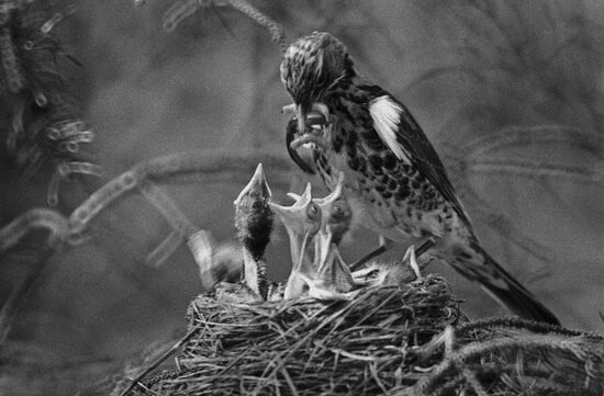 Thrushes