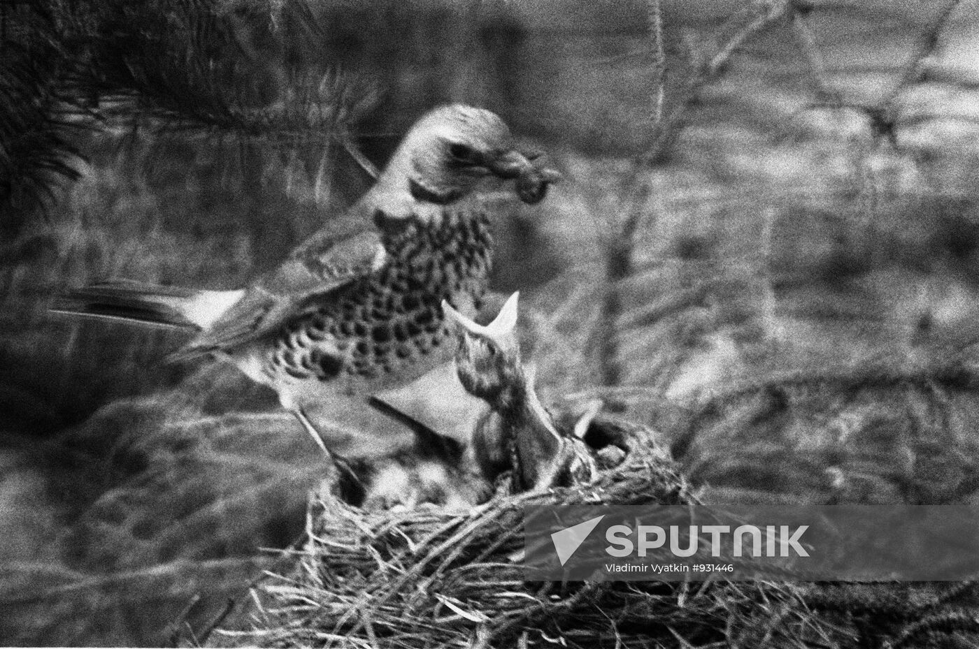 Thrushes