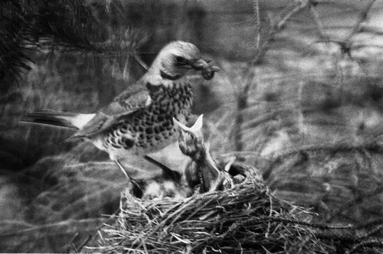 Thrushes