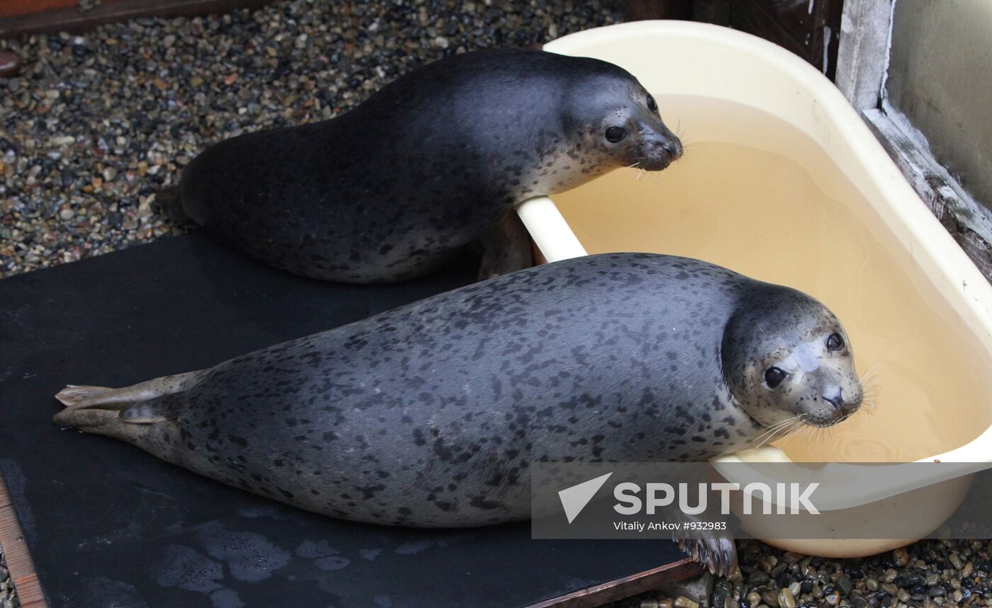 Nursing feeble common seals