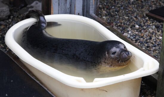 Nursing feeble common seals