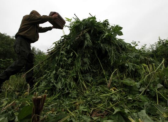 Destroying wild hemp in Primorye Region