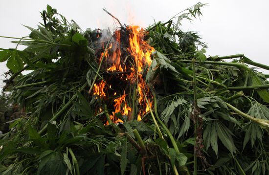 Destroying wild hemp in Primorye Region
