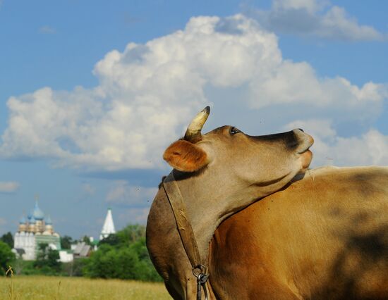 The Golden Ring of Russia. Suzdal