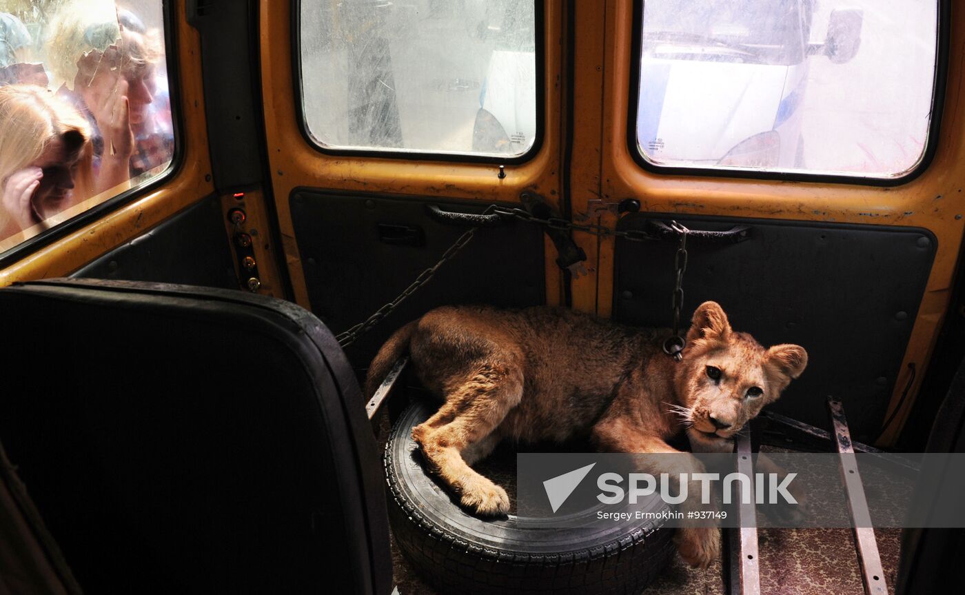 Young lioness lives in van in St Petersburg