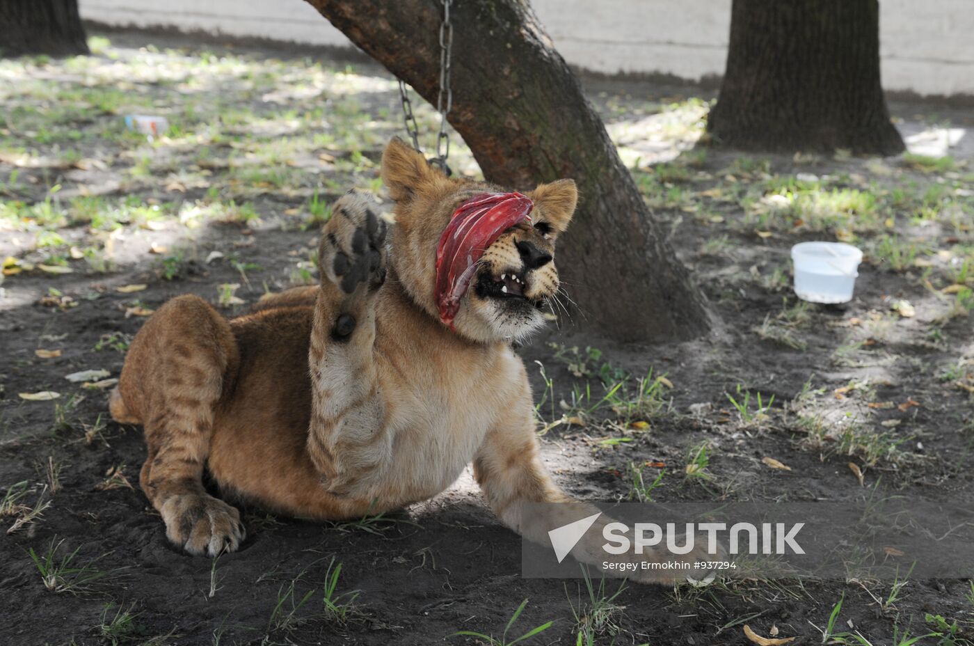 Young lioness lives in van in St Petersburg