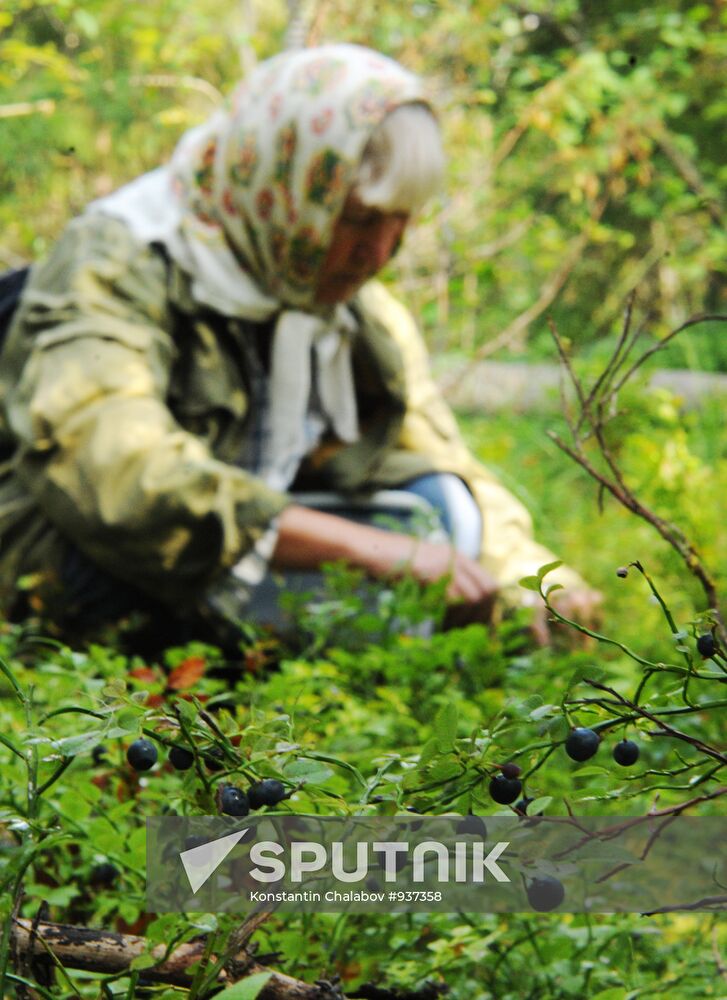 Elderly women pick bilberries in Novgorod Region